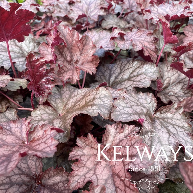 Heuchera 'Amethyst Myst'