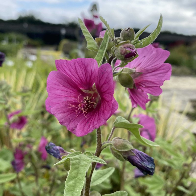 Lavatera Ruby Star