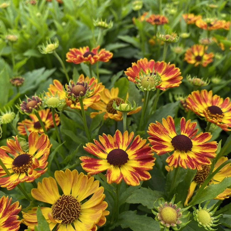 Helenium Fuego