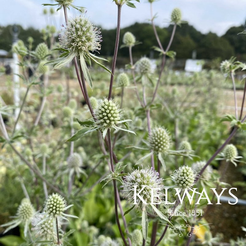 Eryngium planum 'Silver Salentino'