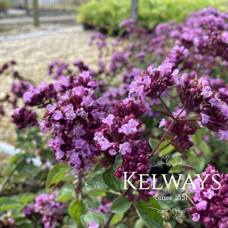 Origanum 'Rosenkuppel'