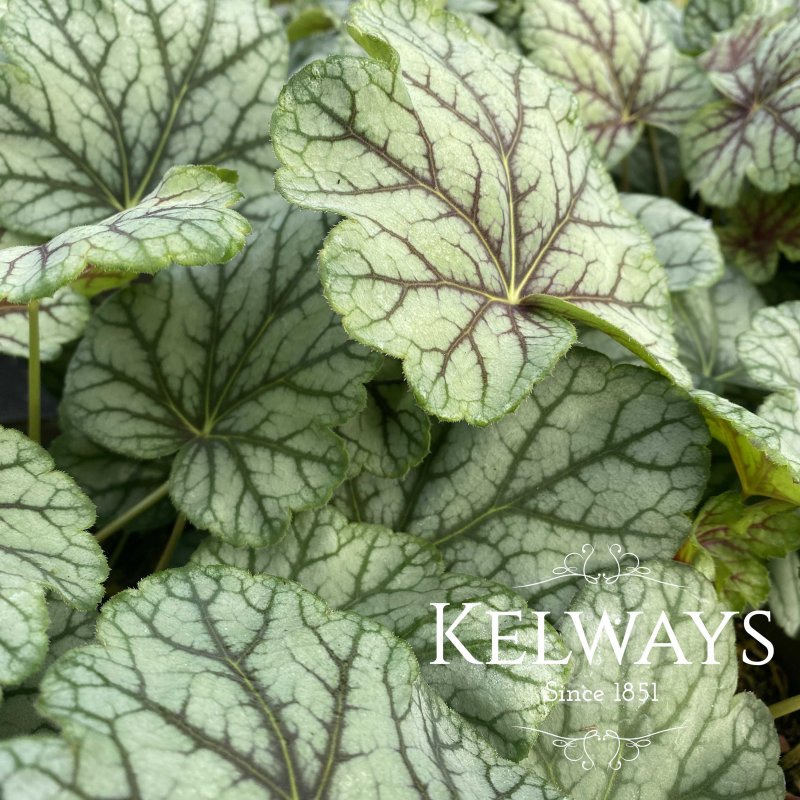 Heuchera Green Spice