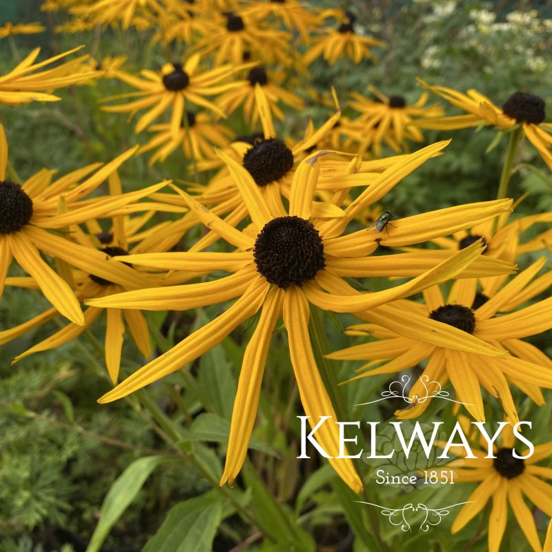 Rudbeckia fulgida FOREVER GOLD ('Joteve')