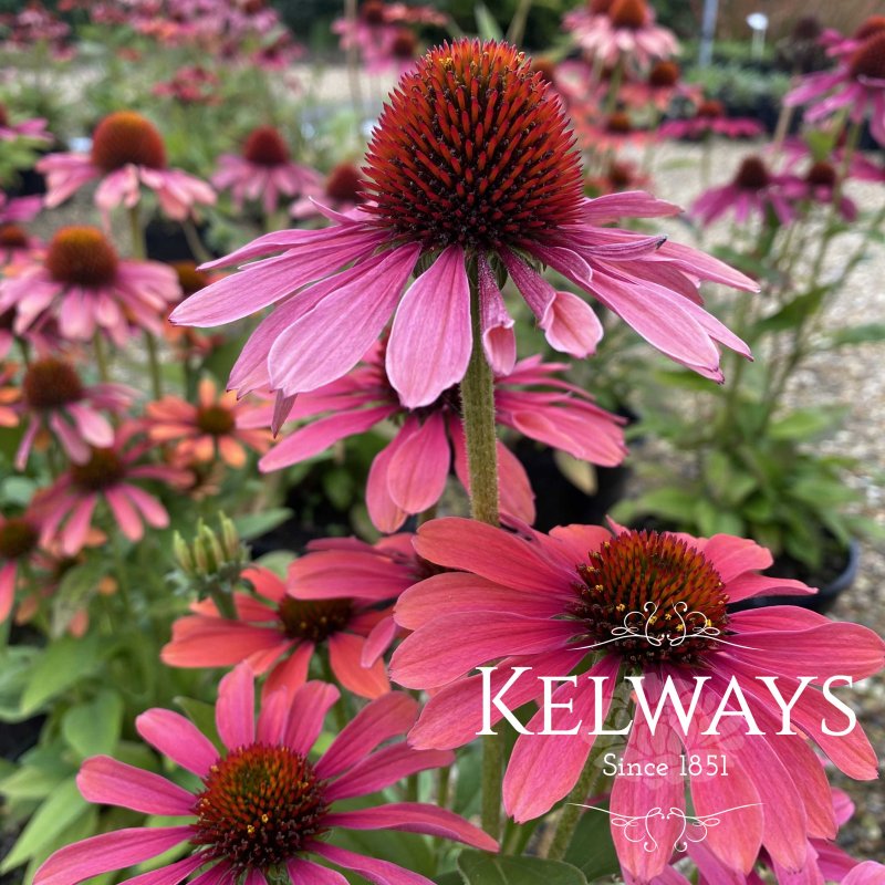 Echinacea 'Pink Pearl' (Pearl Series)