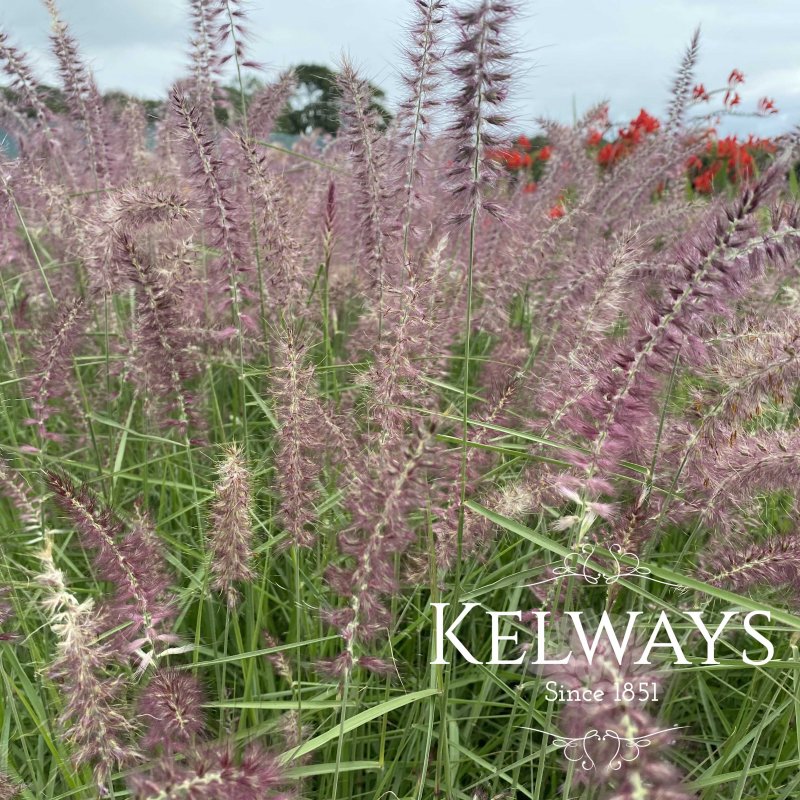 Pennisetum orientale 'Karley Rose' PBR