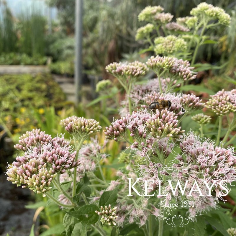 Eupatorium cannabinum