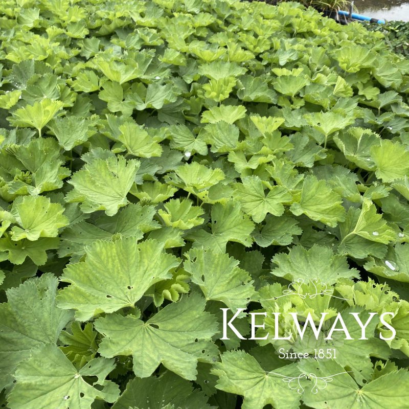 Alchemilla epipsila