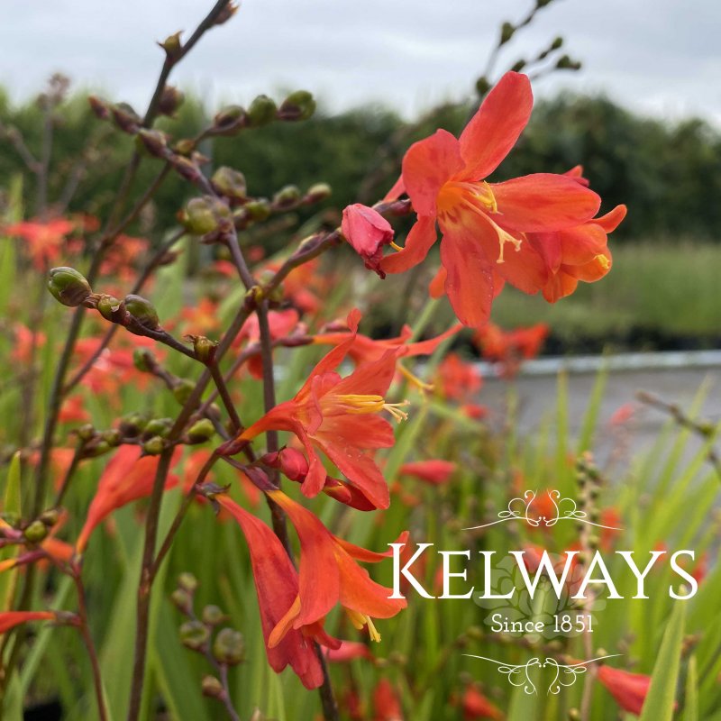 Crocosmia Zeal Tan