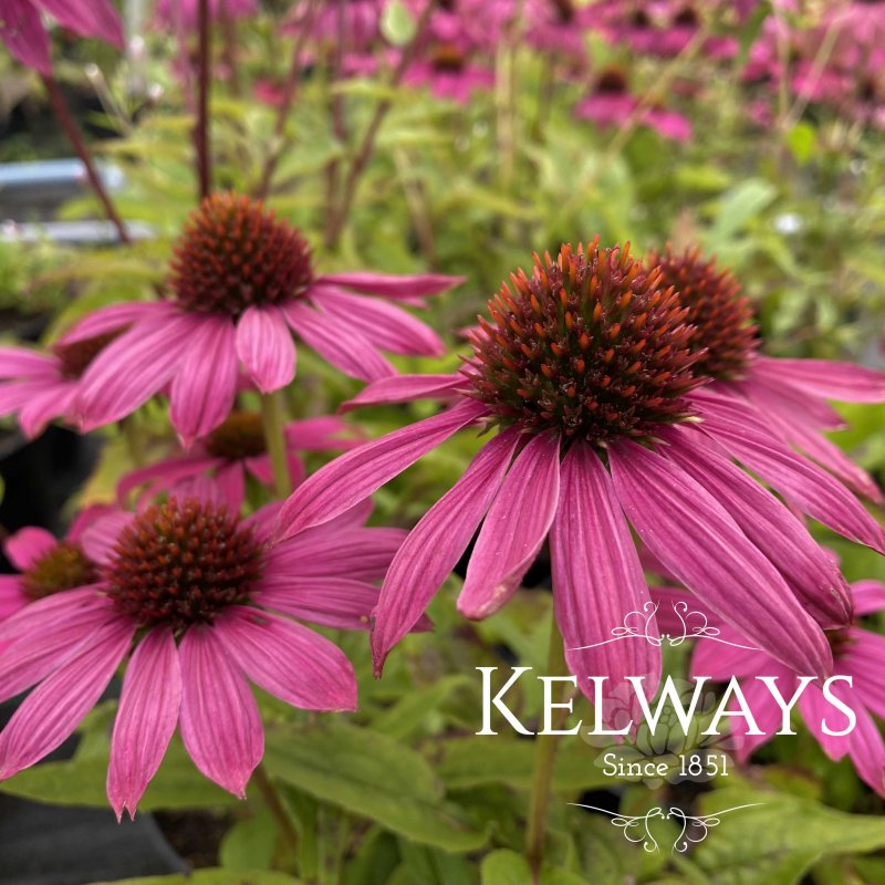 Echinacea purpurea POWWOW WILD BERRY ('Pas702917' PBR) (PowWow Series)