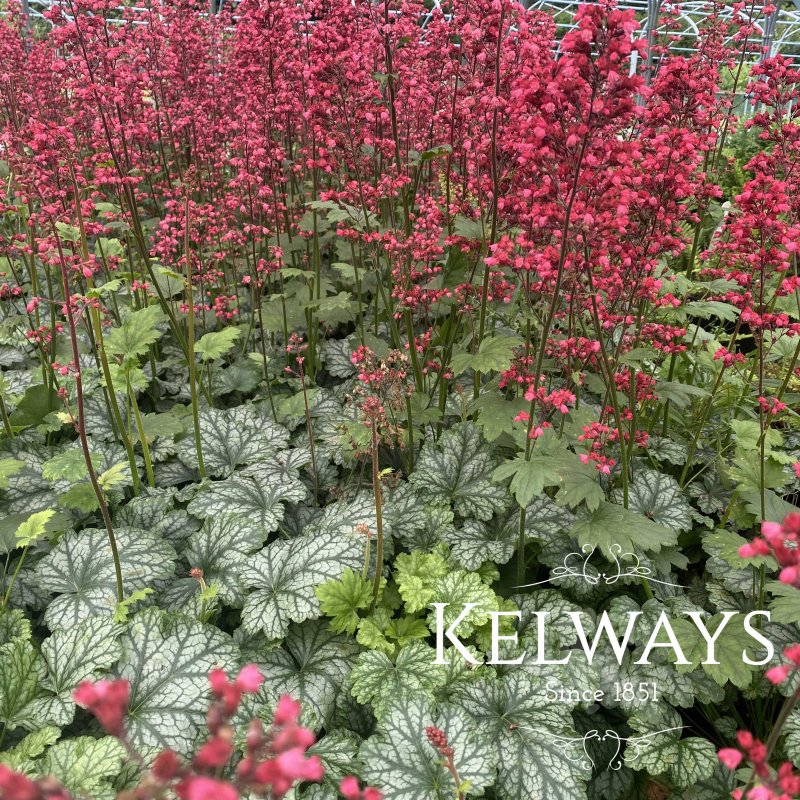 Heuchera 'Paris' PBR