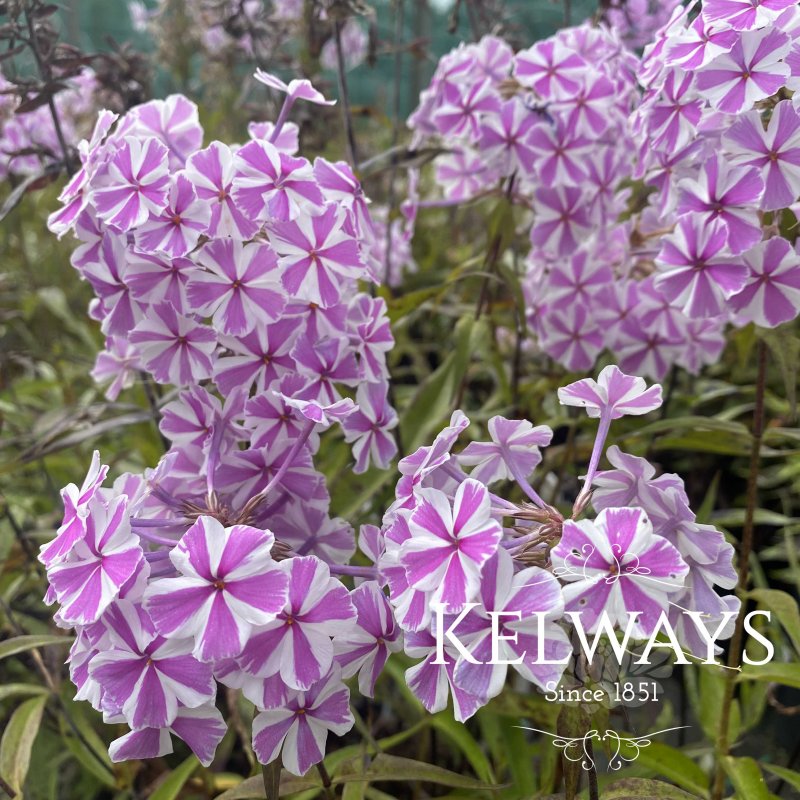 Phlox Alpha