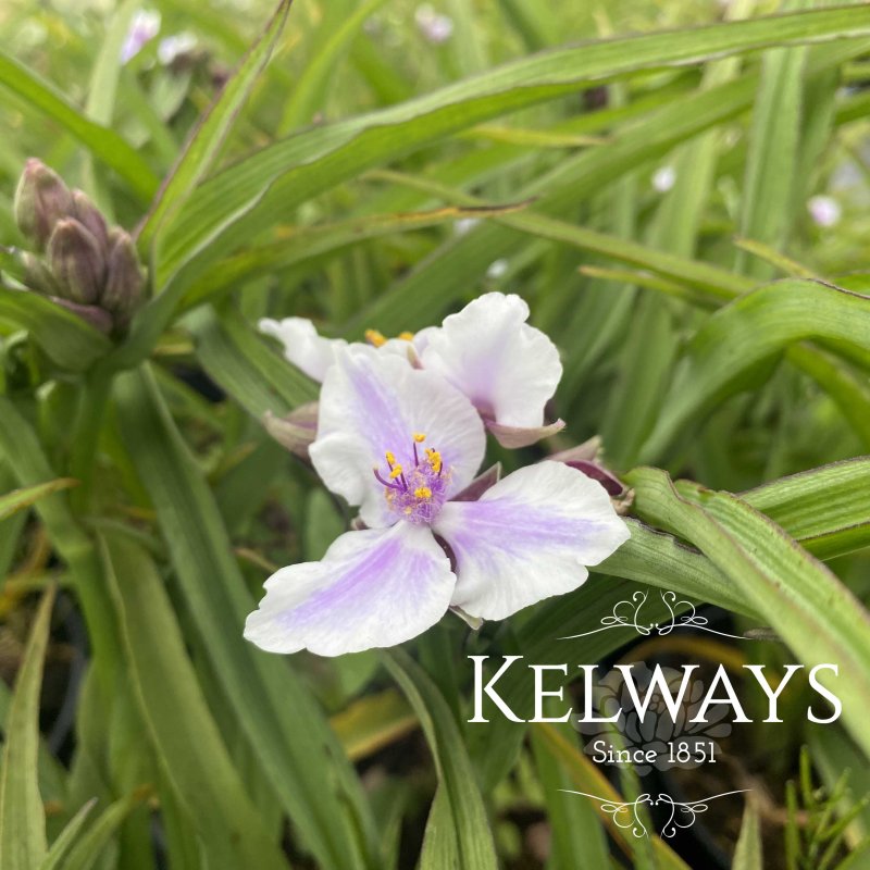 Tradescantia Bilberry Ice