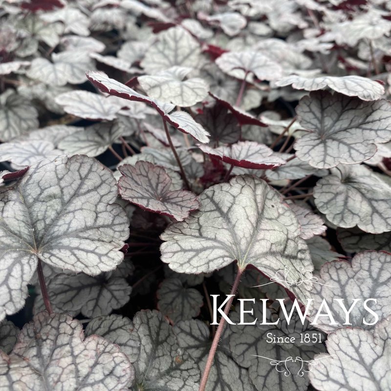 Heuchera Silver Scrolls