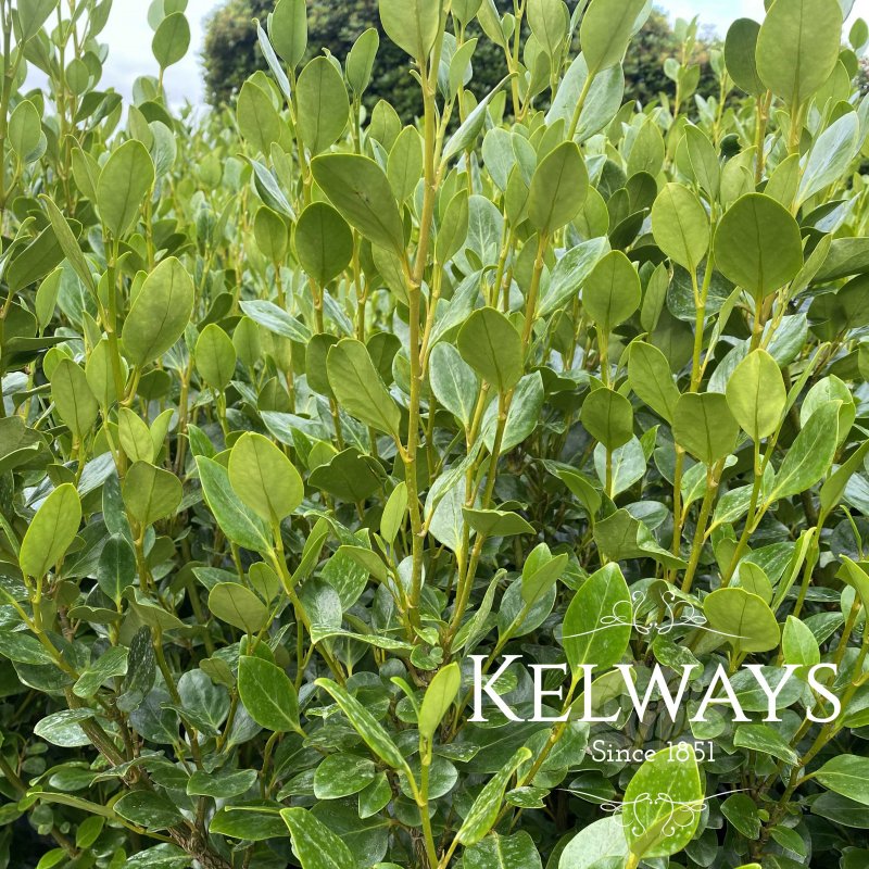 Griselinia littoralis 'Green Horizon' (7.5 litre pot)