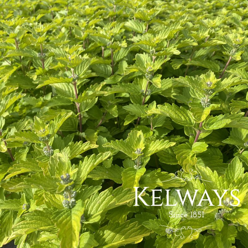 Caryopteris x clandonensis 'Good As Gold'