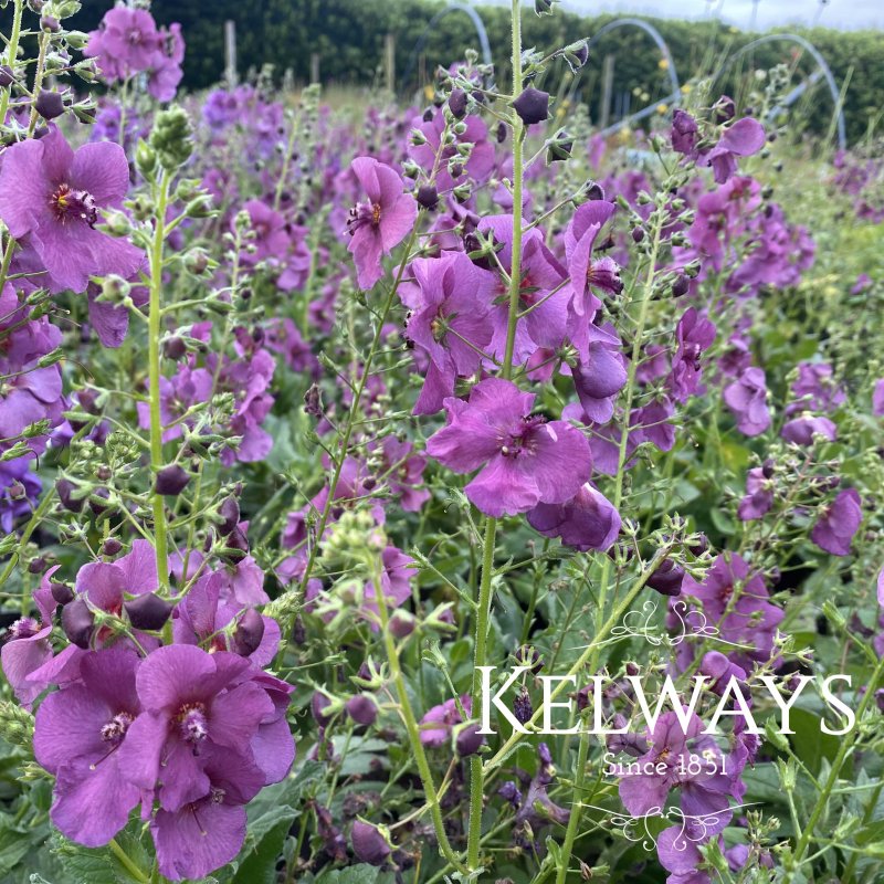 Verbascum 'Plum Smokey' PBR