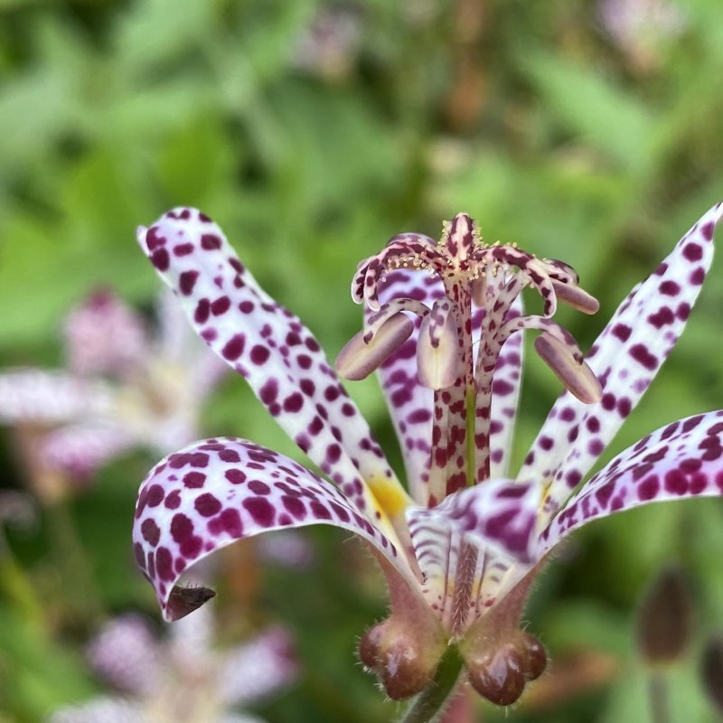 Tricyrtis Pink Freckles ('Innotripf')