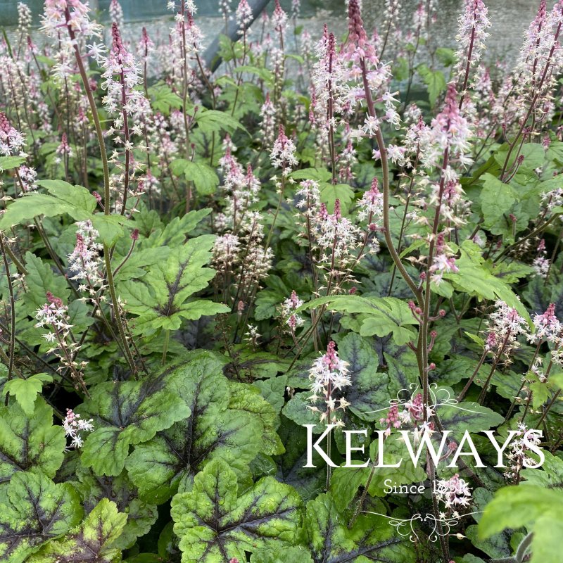 Tiarella 'Sugar and Spice' PBR