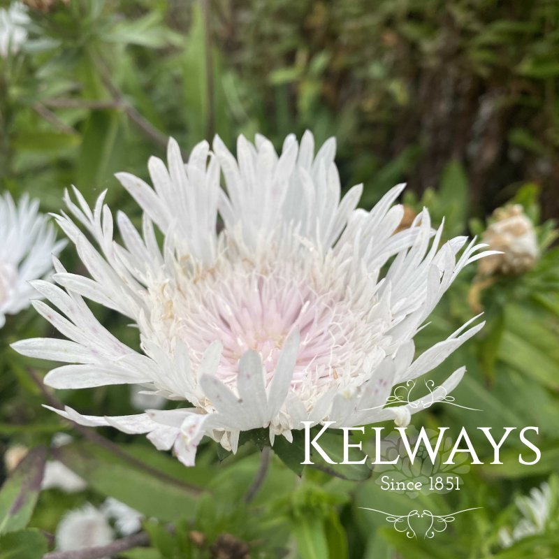 Stokesia White Star