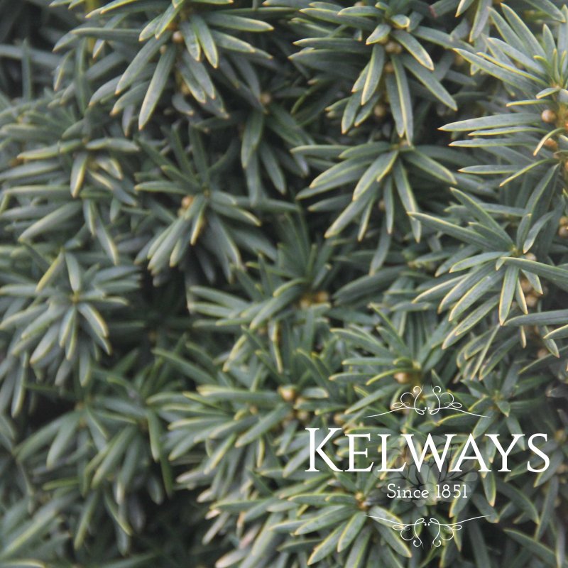 Taxus baccata 'Standishii' (f)