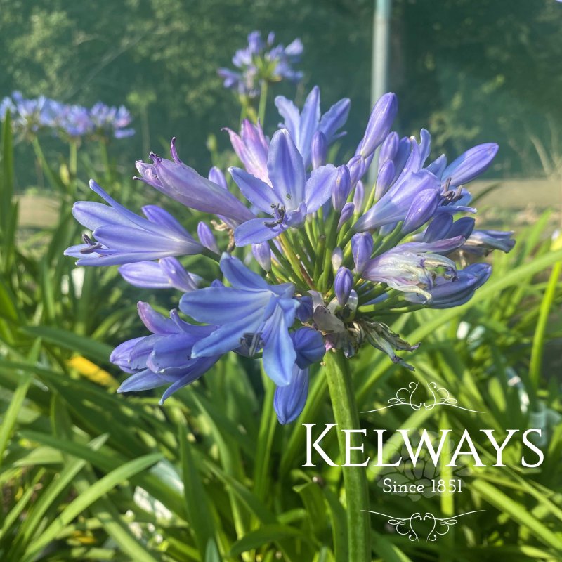 Agapanthus Pitchoune Blue ('Scarey09')