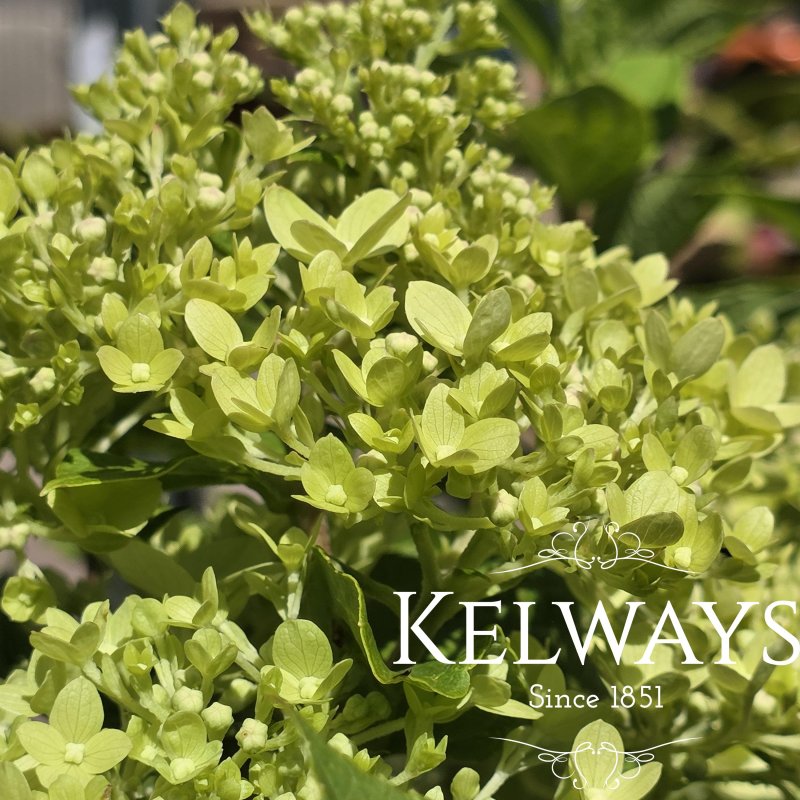 Hydrangea paniculata 'Jane' PBR