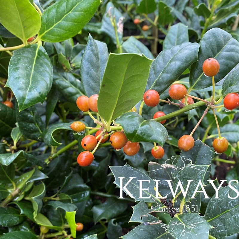 Ilex 'Nellie R. Stevens' (f) (3 litre pot)