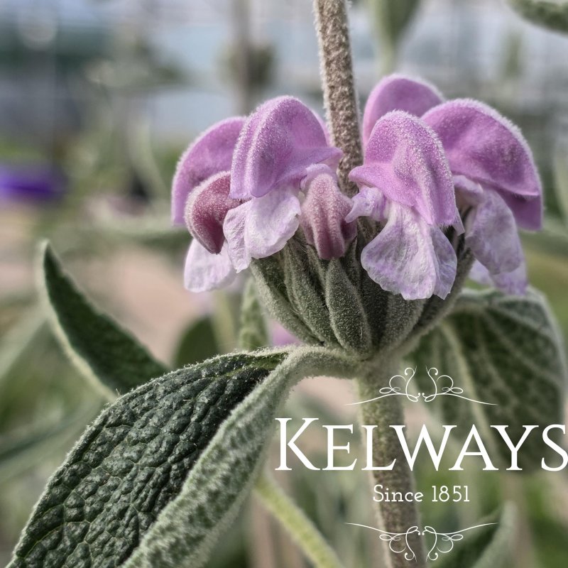 Phlomis purpurea