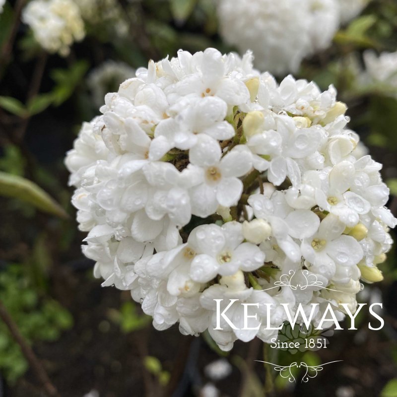 Viburnum 'Eskimo' (5 litre pot)