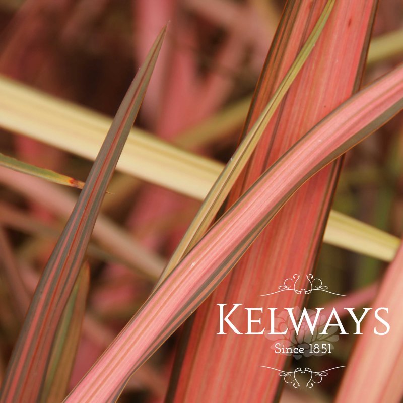 Phormium 'Maori Maiden' (v)