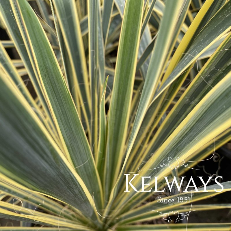 Yucca filamentosa 'Bright Edge' (v)
