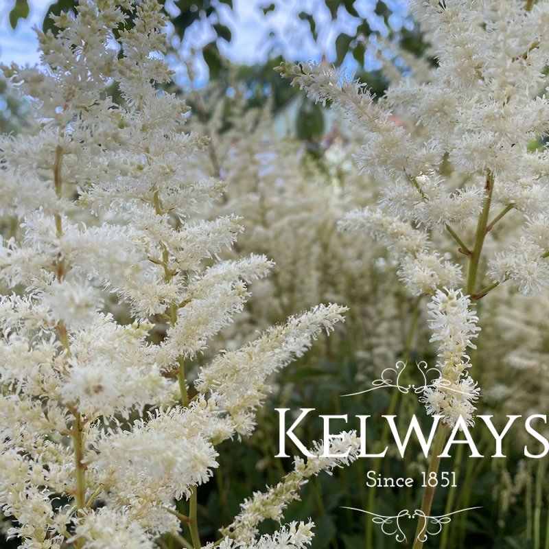 Astilbe chinensis 'Vision in White' (2 litre pot)