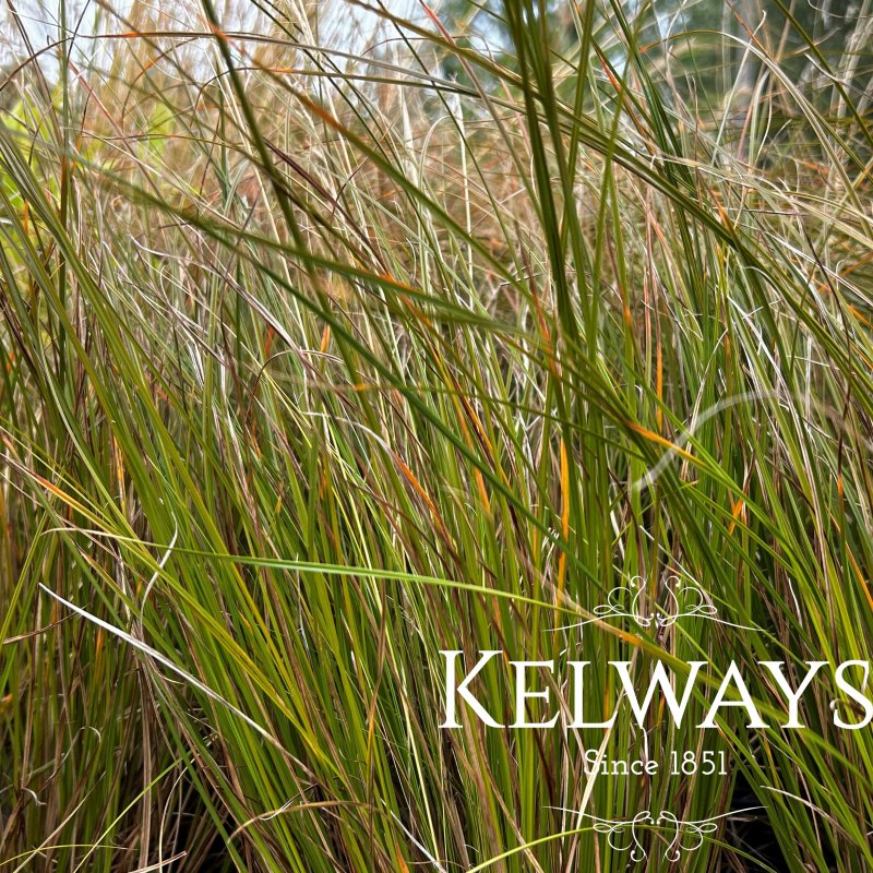 Carex testacea