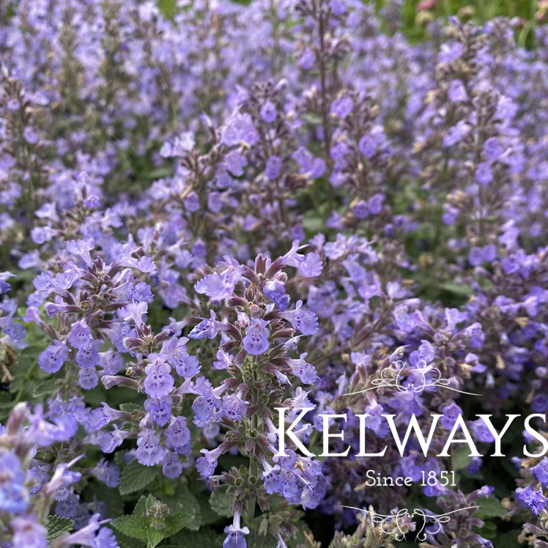Nepeta x faassenii 'Purrsian Blue' PBR