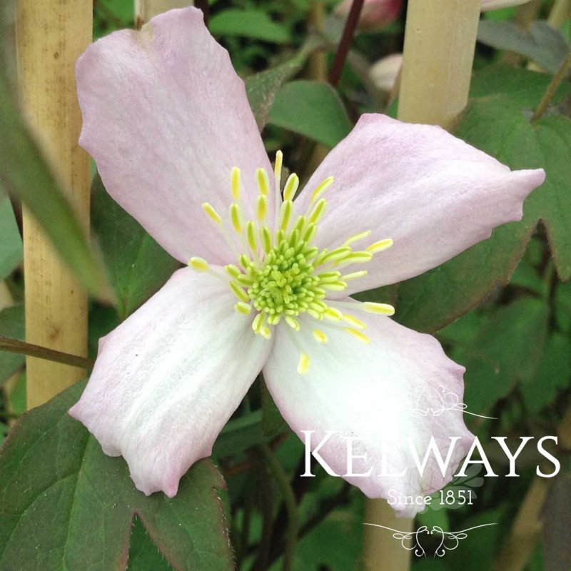 Clematis 'Elizabeth' (M)