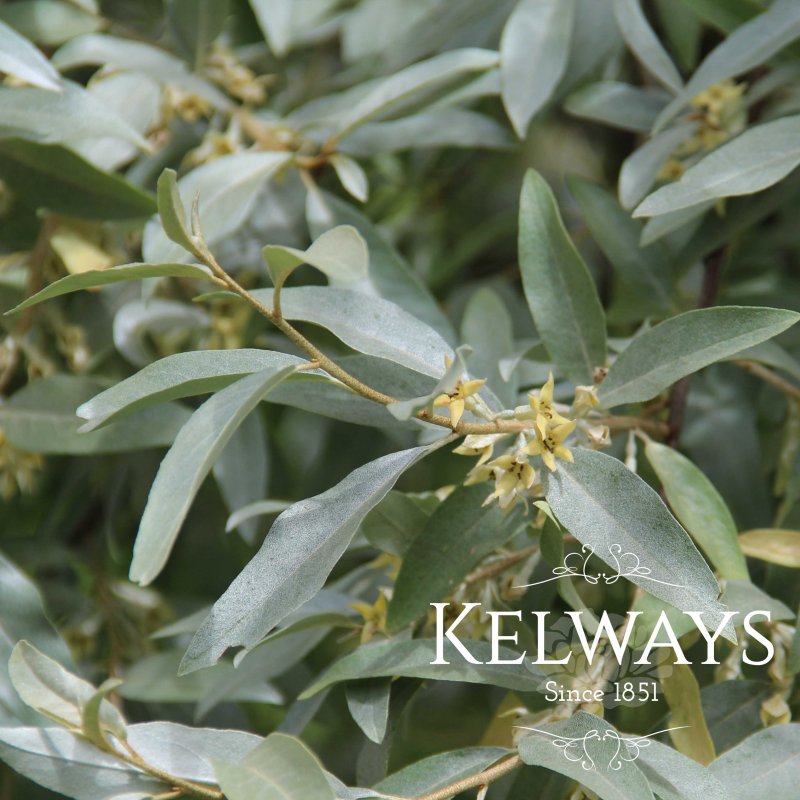 Elaeagnus 'Quicksilver'