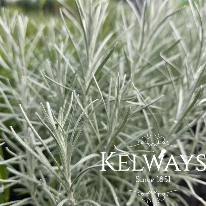 Helichrysum italicum