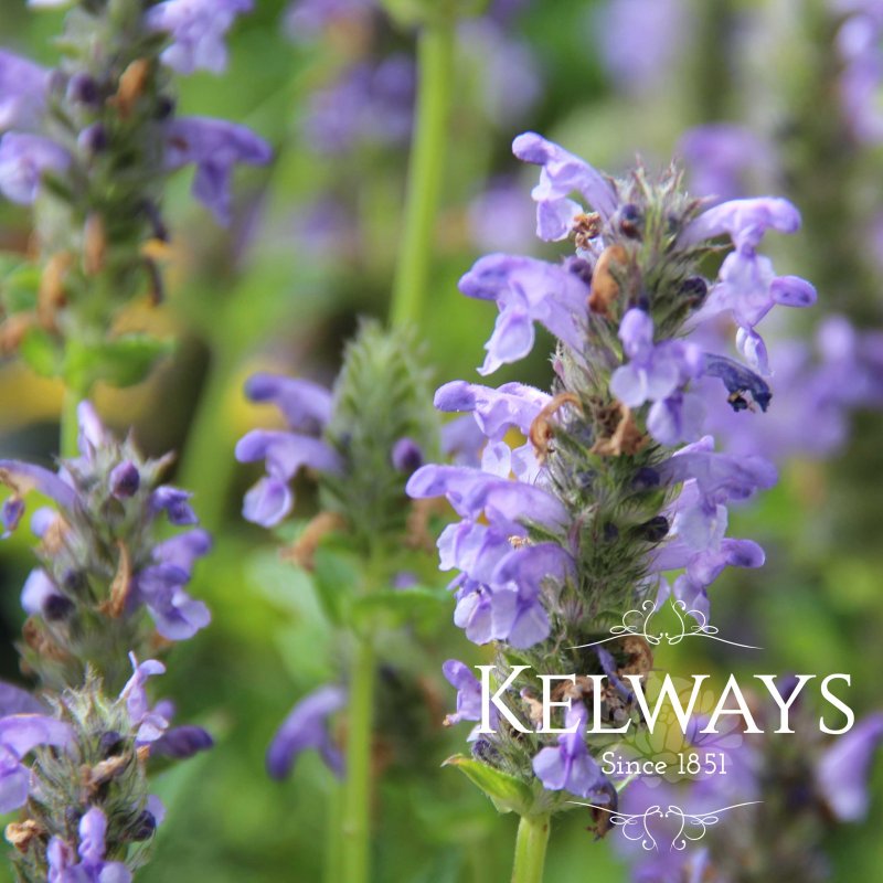 Nepeta nervosa