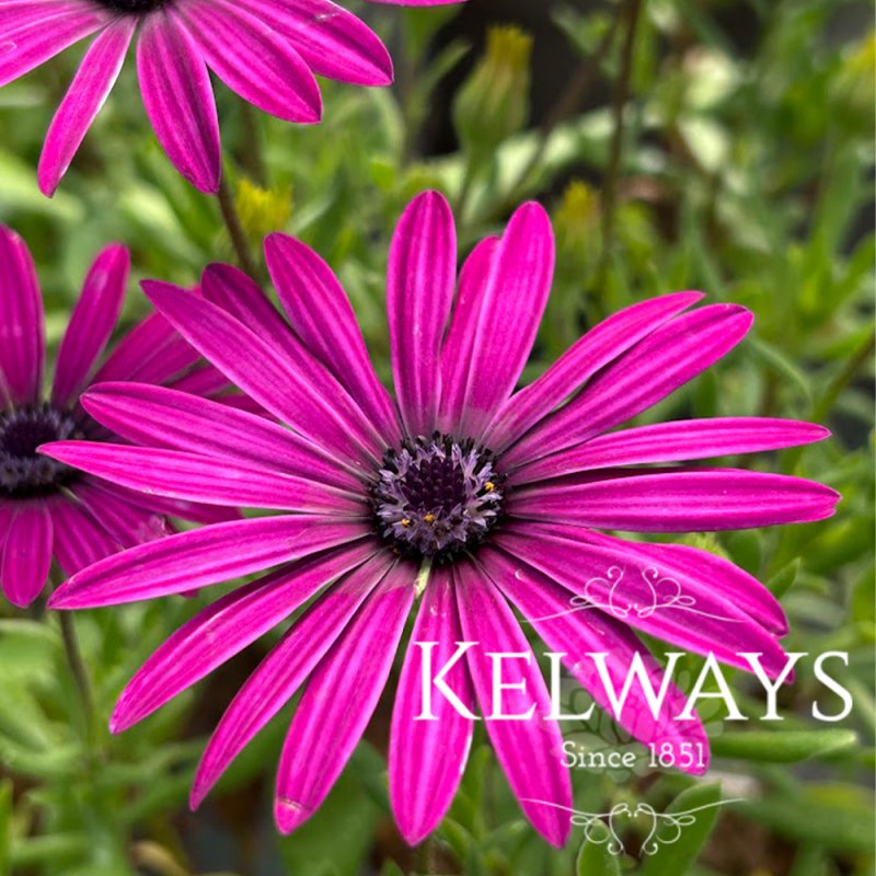 Osteospermum 'Nairobi Purple'