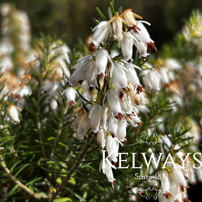 Erica carnea f. alba 'Springwood White' (2 litre pot)