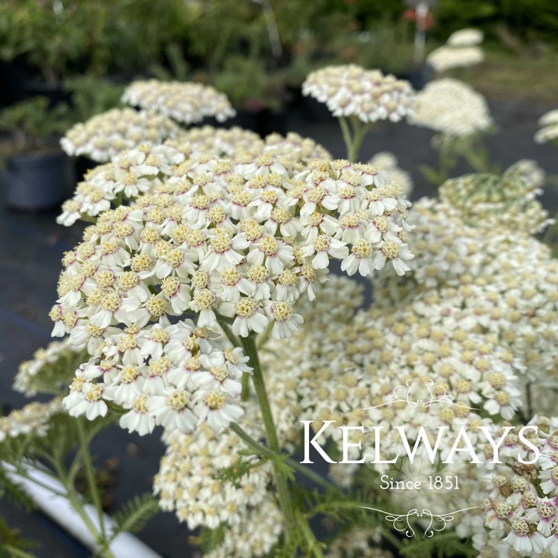 Achillea Desert Eve Cream ('Deseve') (Desert Eve Series)