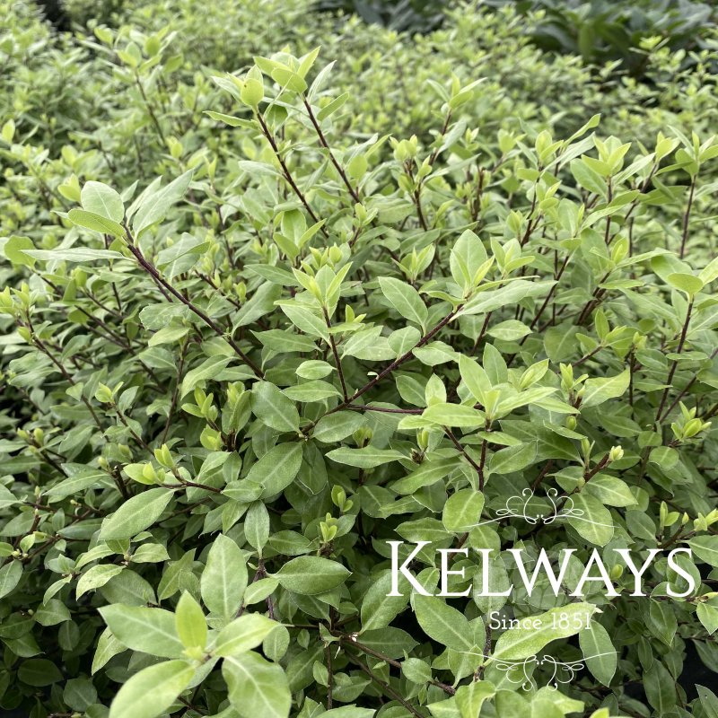 Pittosporum tenuifolium Beach Ball ('Pittlb2')