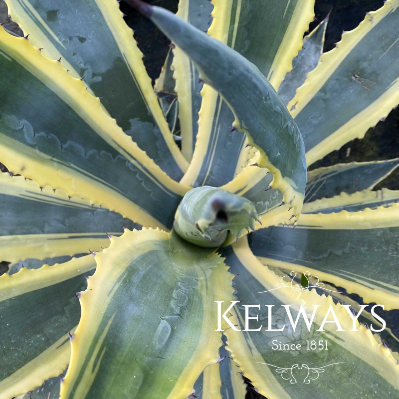 Agave americana 'Variegata' (v)