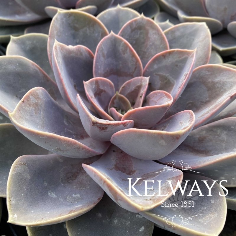 Echeveria 'Perle von Nurnberg'