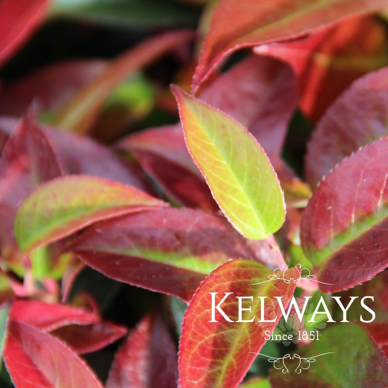 Leucothoe Lovita