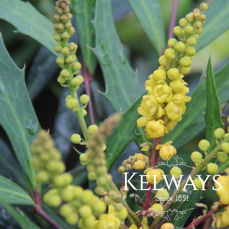Mahonia eurybracteata Sweet Winter ('Minganpi' PBR)