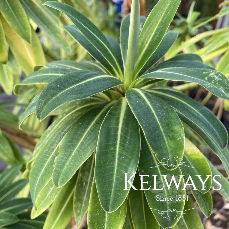 Euphorbia x pasteurii 'Roundway Titan'
