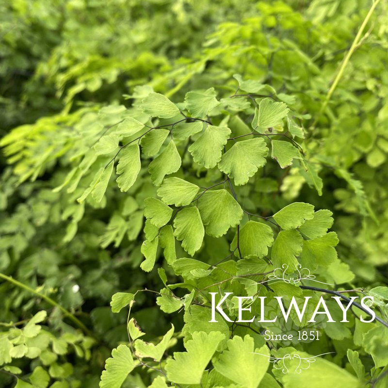Adiantum raddianum