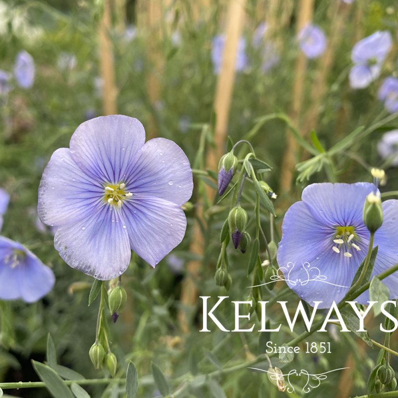 Linum perenne
