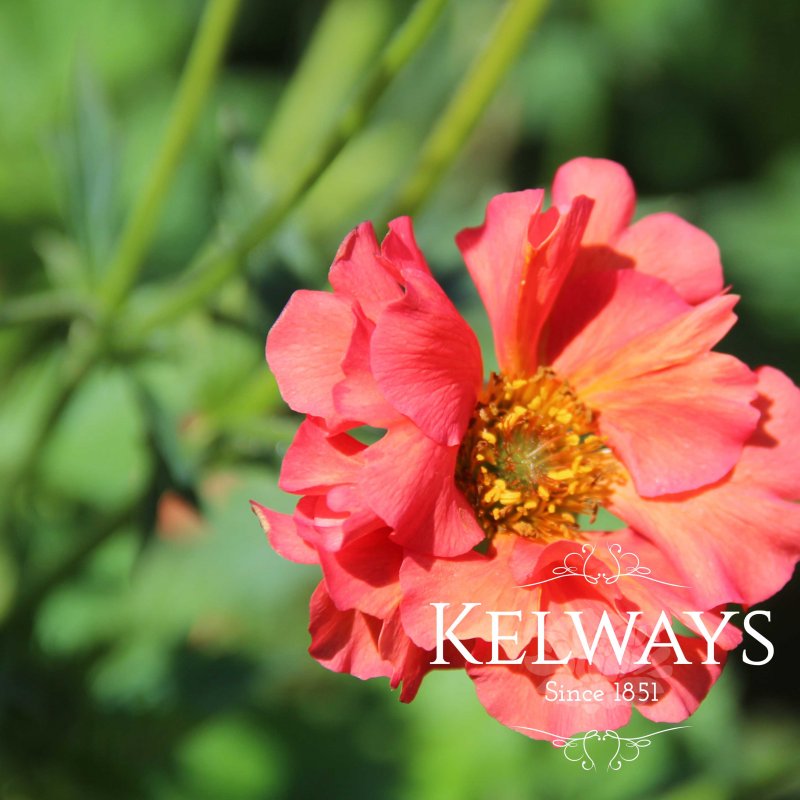 Geum CORAL TEMPEST ('Macgeu004') (Tempest Series)
